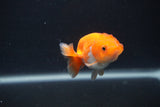 Baby Ranchu  Red White 2.5 Inch (ID#0103R9c-34) Free2Day SHIPPING