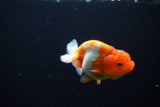 Juvenile Lionchu  Red White 3.5 Inch (ID#1115R11a-18) Free2Day SHIPPING