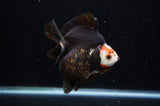 Ryukin  Red Black 4 Inch (ID#311Ry1a-104) Free2Day SHIPPING