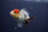 Short Body Thai Oranda  Tricolor 3 Inch (ID#1022To14b-76) Free2Day SHIPPING