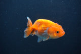 Baby Ranchu  Red White 2.5 Inch (ID#0103R9c-34) Free2Day SHIPPING