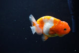 Juvenile Lionchu  Red White 3.5 Inch (ID#1115R11a-18) Free2Day SHIPPING