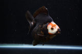 Ryukin  Red Black 4 Inch (ID#311Ry1a-104) Free2Day SHIPPING