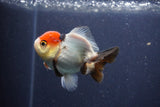 Short Body Thai Oranda  Tricolor 3 Inch (ID#1022To14b-76) Free2Day SHIPPING