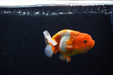 Juvenile Lionchu  Red White 3.5 Inch (ID#1115R11a-18) Free2Day SHIPPING