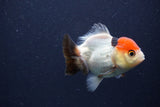 Short Body Thai Oranda  Tricolor 3 Inch (ID#1022To14b-76) Free2Day SHIPPING