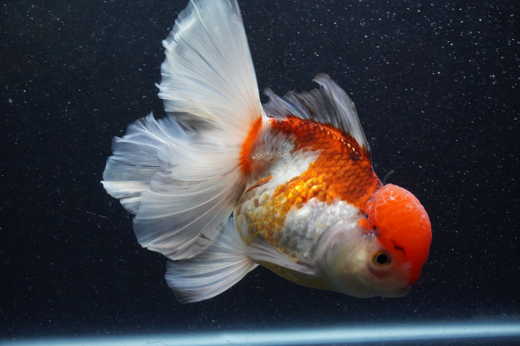 Thai Oranda  Tricolor 6 Inch (ID#415T6b-111)