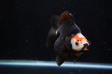 Ryukin  Red Black 4 Inch (ID#311Ry1a-104) Free2Day SHIPPING