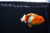 Juvenile Lionchu  Red White 3.5 Inch (ID#1115R11a-18) Free2Day SHIPPING