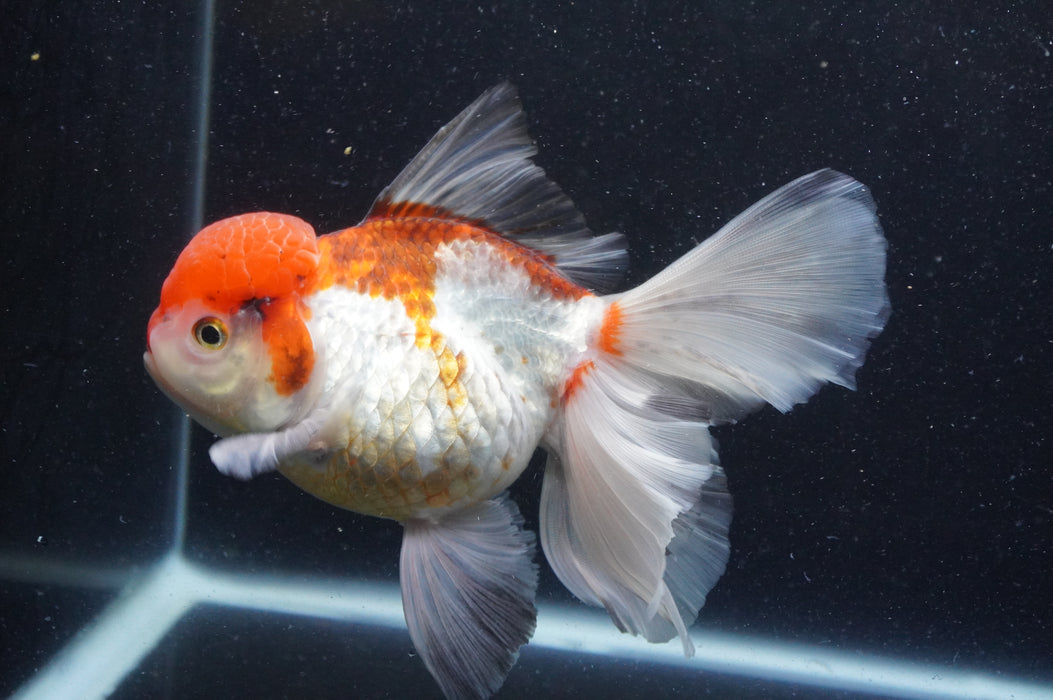 Thai Oranda  Tricolor 6 Inch (ID#415T6b-111)