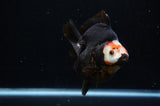 Ryukin  Red Black 4 Inch (ID#311Ry1a-104) Free2Day SHIPPING