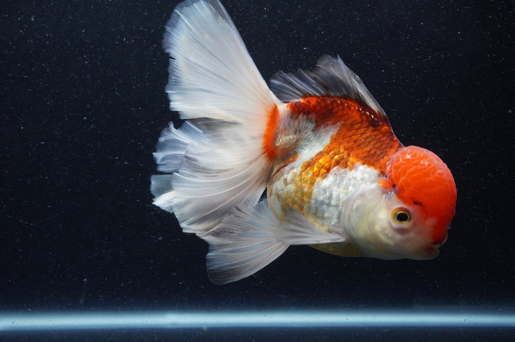 Thai Oranda  Tricolor 6 Inch (ID#415T6b-111)