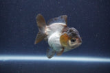 Short Body Thai Oranda  Panda 3 Inch (ID#1022To14b-77) Free2Day SHIPPING