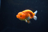 Juvenile Lionchu  Red White 3.5 Inch (ID#1115R11a-18) Free2Day SHIPPING