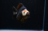 Ryukin  Red Black 4 Inch (ID#311Ry1a-104) Free2Day SHIPPING