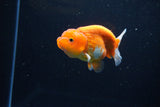 Juvenile Lionchu  Red White 3.5 Inch (ID#1115R11a-18) Free2Day SHIPPING