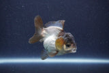 Short Body Thai Oranda  Panda 3 Inch (ID#1022To14b-77) Free2Day SHIPPING