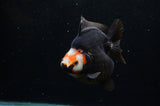 Ryukin  Red Black 4 Inch (ID#311Ry1a-104) Free2Day SHIPPING