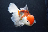 Thai Oranda  Tricolor 6 Inch (ID#415T6b-111)