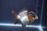 Short Body Thai Oranda  Panda 3 Inch (ID#1022To14b-77) Free2Day SHIPPING