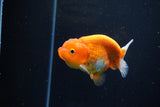 Juvenile Lionchu  Red White 3.5 Inch (ID#1115R11a-18) Free2Day SHIPPING