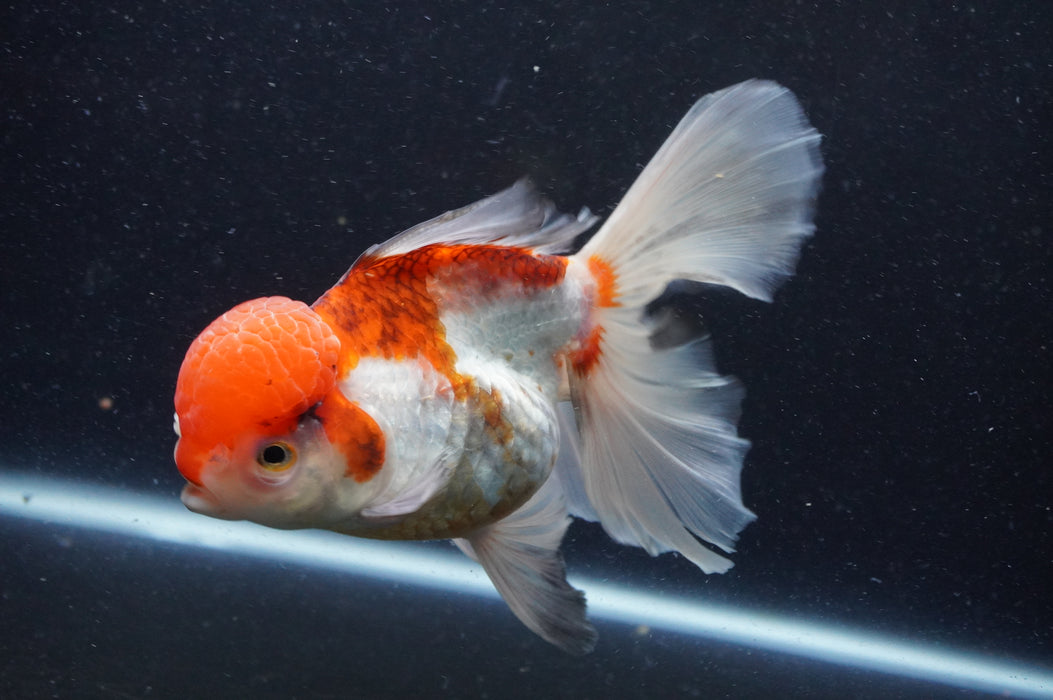 Thai Oranda  Tricolor 6 Inch (ID#415T6b-111)