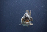 Short Body Thai Oranda  Panda 3 Inch (ID#1022To14b-77) Free2Day SHIPPING