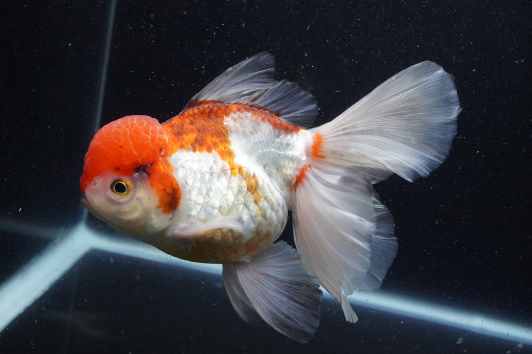 Thai Oranda  Tricolor 6 Inch (ID#415T6b-111)