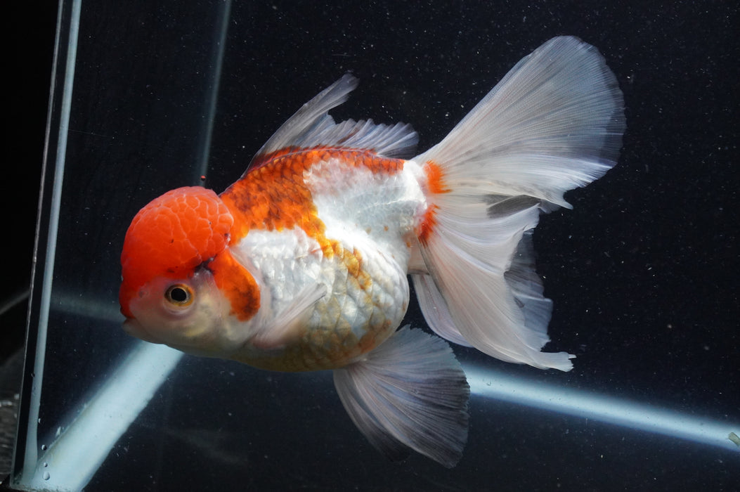 Thai Oranda  Tricolor 6 Inch (ID#415T6b-111)