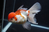 Thai Oranda  Tricolor 6 Inch (ID#415T6b-111)