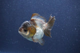 Short Body Thai Oranda  Panda 3 Inch (ID#1022To14b-77) Free2Day SHIPPING