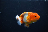 Juvenile Lionchu  Red White 3.5 Inch (ID#1115R11a-18) Free2Day SHIPPING