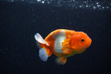 Juvenile Lionchu  Red White 3.5 Inch (ID#1115R11a-18) Free2Day SHIPPING