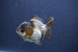 Short Body Thai Oranda  Panda 3 Inch (ID#1022To14b-77) Free2Day SHIPPING