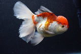 Thai Oranda  Tricolor 6 Inch (ID#415T6b-111)
