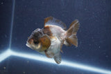 Short Body Thai Oranda  Panda 3 Inch (ID#1022To14b-77) Free2Day SHIPPING