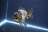 Short Body Thai Oranda  Panda 3 Inch (ID#1022To14b-77) Free2Day SHIPPING