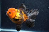 Thai Oranda  Tricolor 5.5 Inch (ID#415T6c-112)