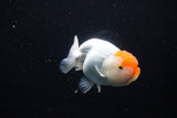 Juvenile Lionchu  Red White 4 Inch (ID#1115R2c-19) Free2Day SHIPPING