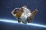 Short Body Thai Oranda  Panda 3 Inch (ID#1022To14b-77) Free2Day SHIPPING