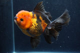 Thai Oranda  Tricolor 5.5 Inch (ID#415T6c-112)