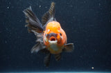 Thai Oranda  Tricolor 5.5 Inch (ID#415T6c-112)