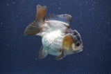 Short Body Thai Oranda  Panda 3 Inch (ID#1022To14b-77) Free2Day SHIPPING