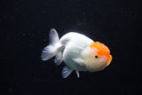 Juvenile Lionchu  Red White 4 Inch (ID#1115R2c-19) Free2Day SHIPPING