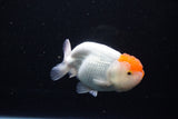 Juvenile Lionchu  Red White 4 Inch (ID#1115R2c-19) Free2Day SHIPPING