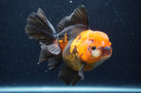 Thai Oranda  Tricolor 5.5 Inch (ID#415T6c-112)