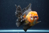 Thai Oranda  Tricolor 5.5 Inch (ID#415T6c-112)