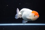 Juvenile Lionchu  Red White 4 Inch (ID#1115R2c-19) Free2Day SHIPPING