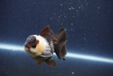 Short Body Thai Oranda  Panda 3 Inch (ID#1018To14b-75) Free2Day SHIPPING