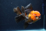 Thai Oranda  Tricolor 5.5 Inch (ID#415T6c-112)
